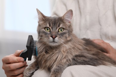 Photo of Woman brushing her cute cat indoors, closeup