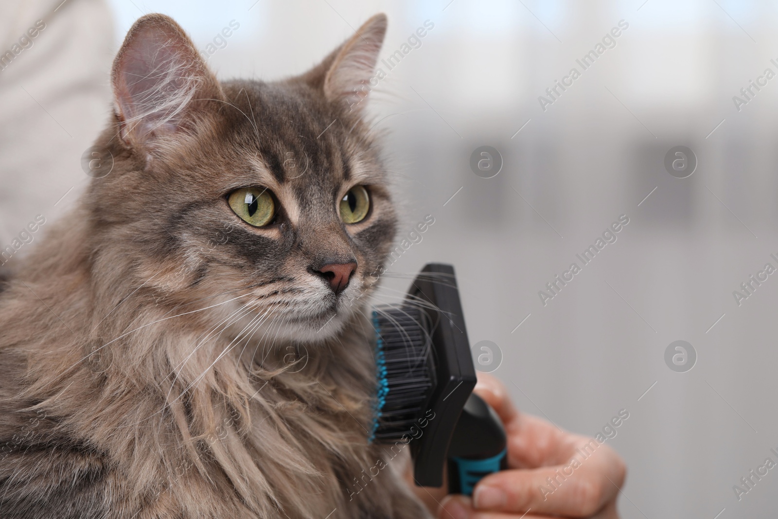 Photo of Woman brushing her cute cat indoors, closeup. Space for text