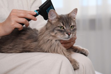 Photo of Woman brushing her cute cat indoors, closeup