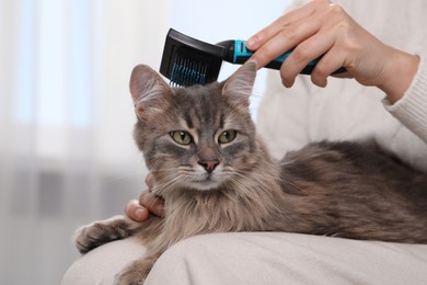 Photo of Woman brushing her cute cat indoors, closeup