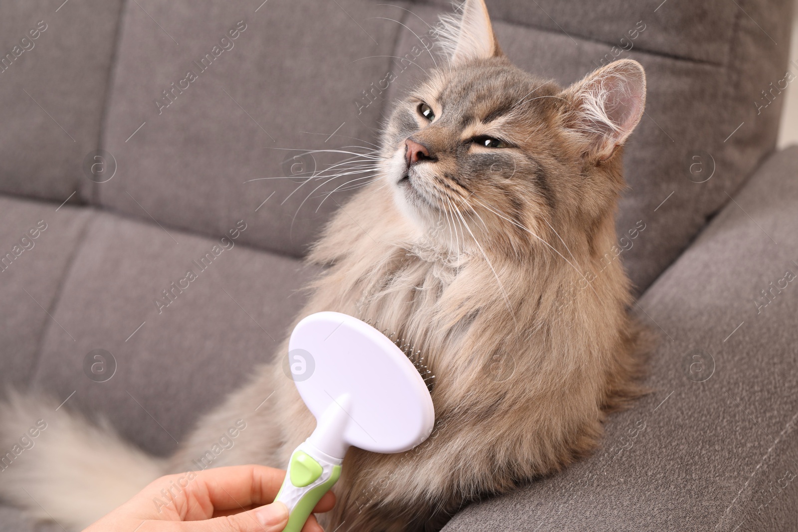 Photo of Woman brushing her cat on sofa indoors, closeup