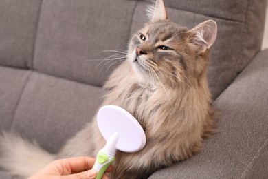 Photo of Woman brushing her cat on sofa indoors, closeup