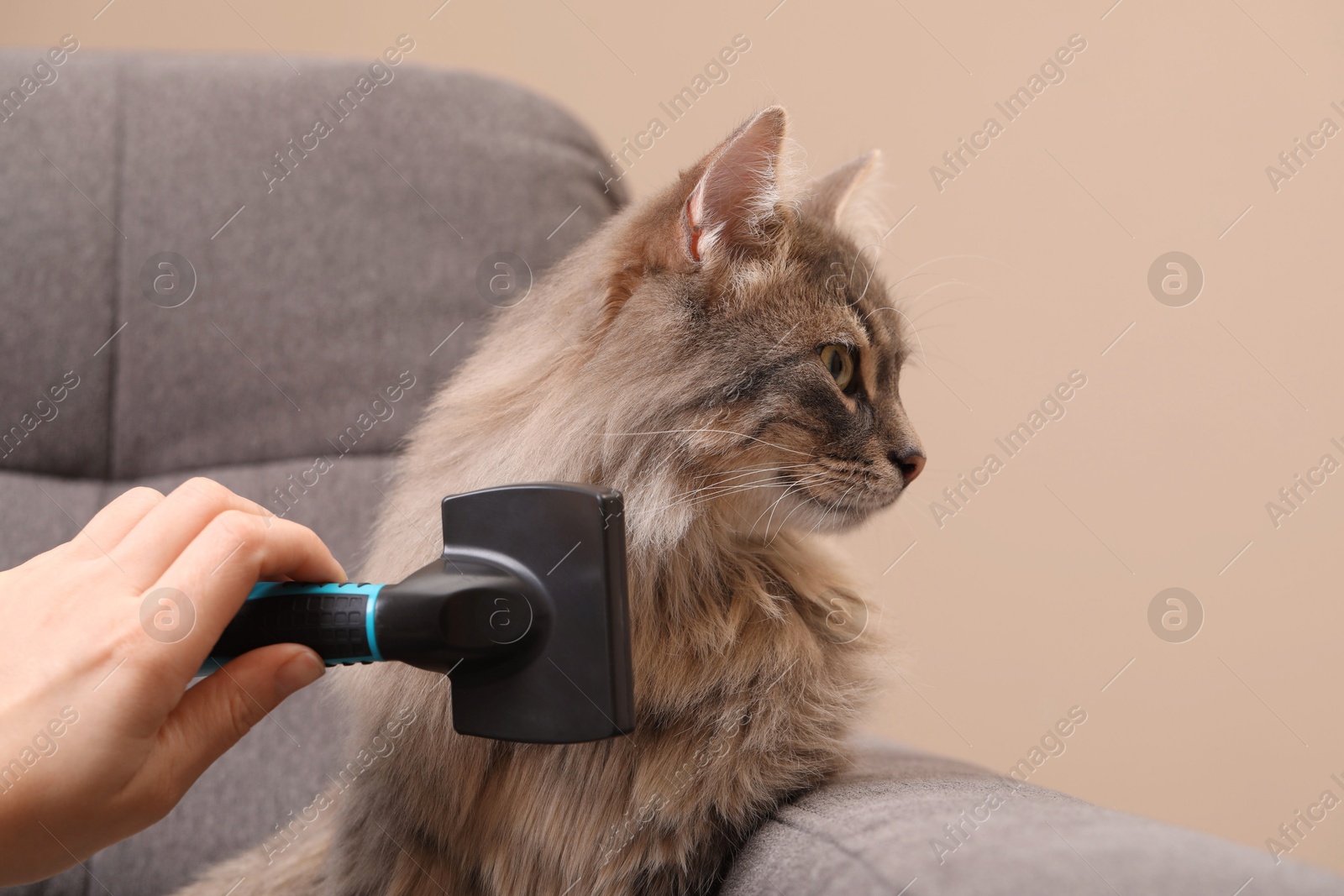 Photo of Woman brushing her cat on sofa indoors, closeup