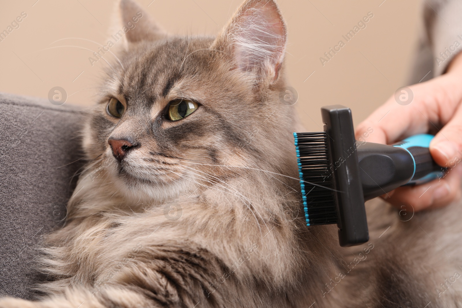 Photo of Woman brushing her cat on sofa indoors, closeup