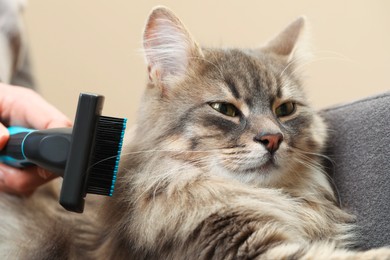 Photo of Woman brushing her cat on sofa indoors, closeup