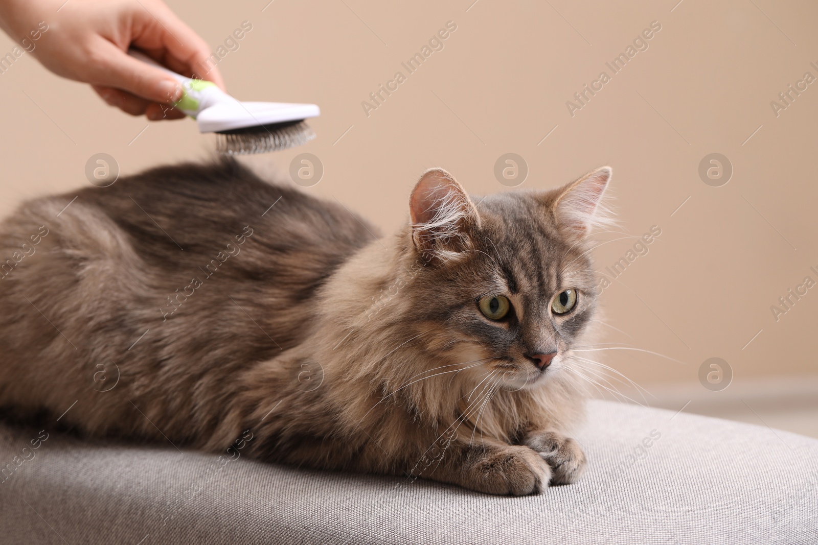 Photo of Woman brushing her cat on bench against beige background, closeup