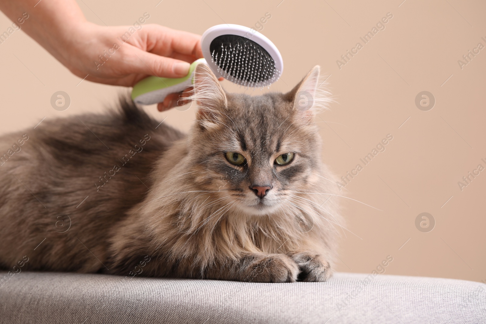 Photo of Woman brushing her cat on bench against beige background, closeup