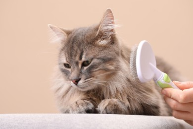 Photo of Woman brushing her cat on bench against beige background, closeup