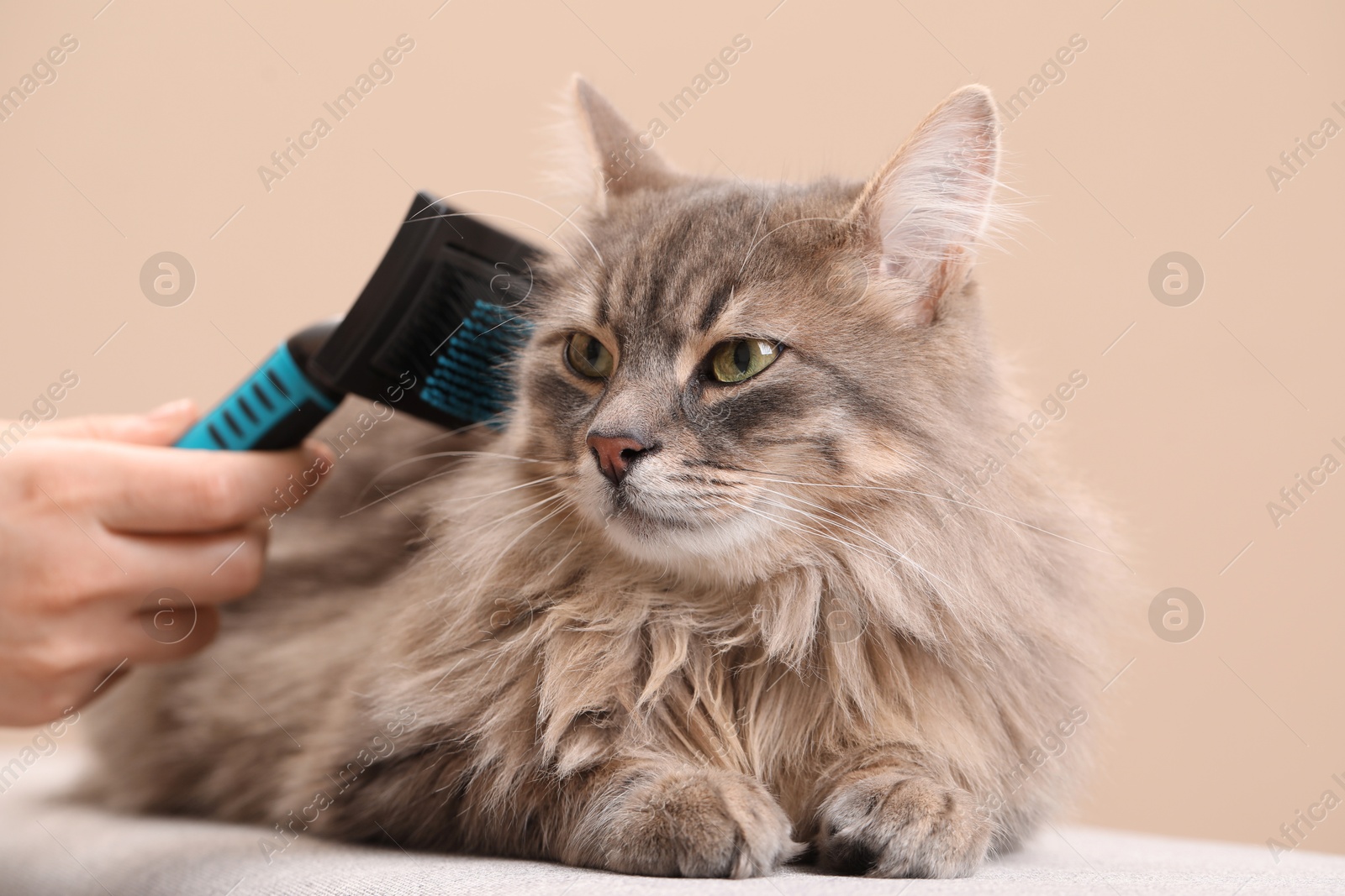 Photo of Woman brushing her cat on bench against beige background, closeup