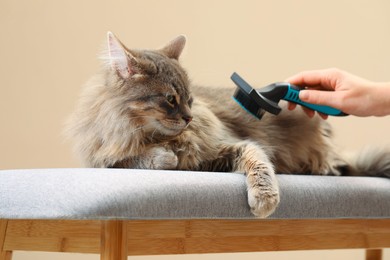 Photo of Woman brushing her cat on bench against beige background, closeup