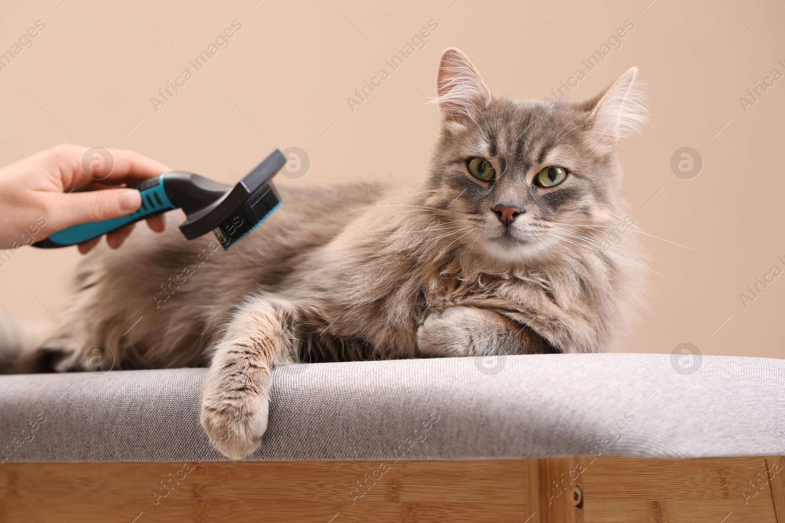 Photo of Woman brushing her cat on bench against beige background, closeup