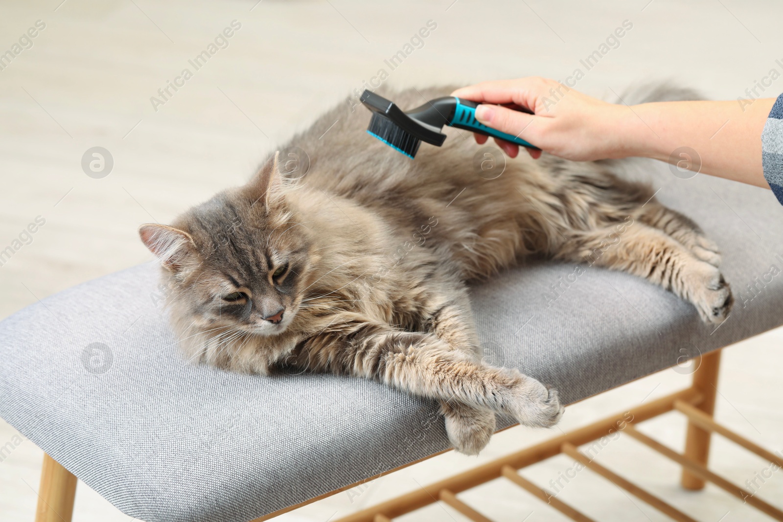 Photo of Woman brushing her cat on bench indoors, closeup