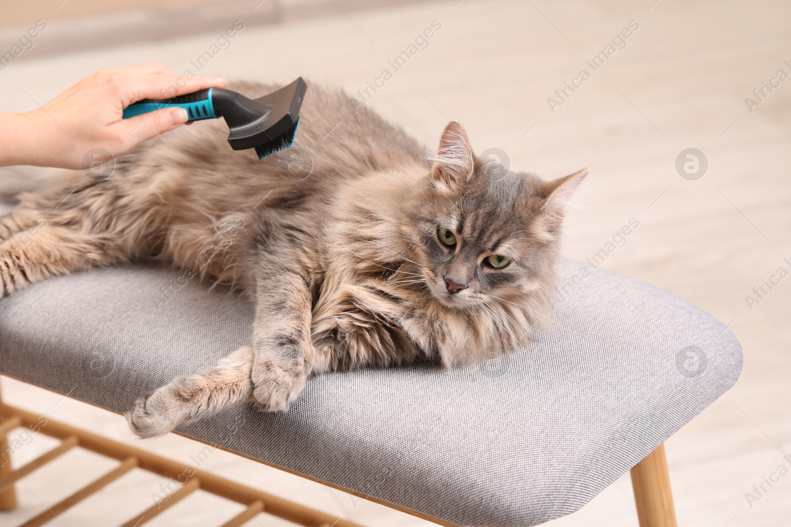 Photo of Woman brushing her cat on bench indoors, closeup