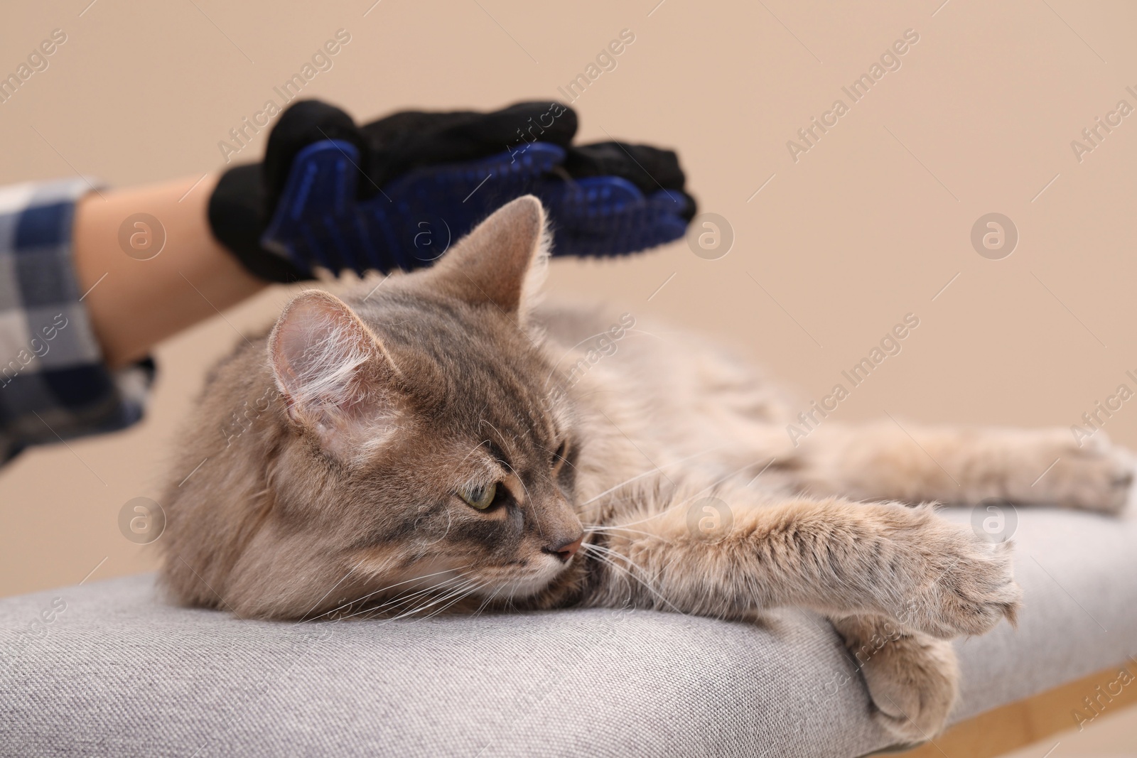 Photo of Woman brushing her cat with grooming glove on bench against beige background, closeup