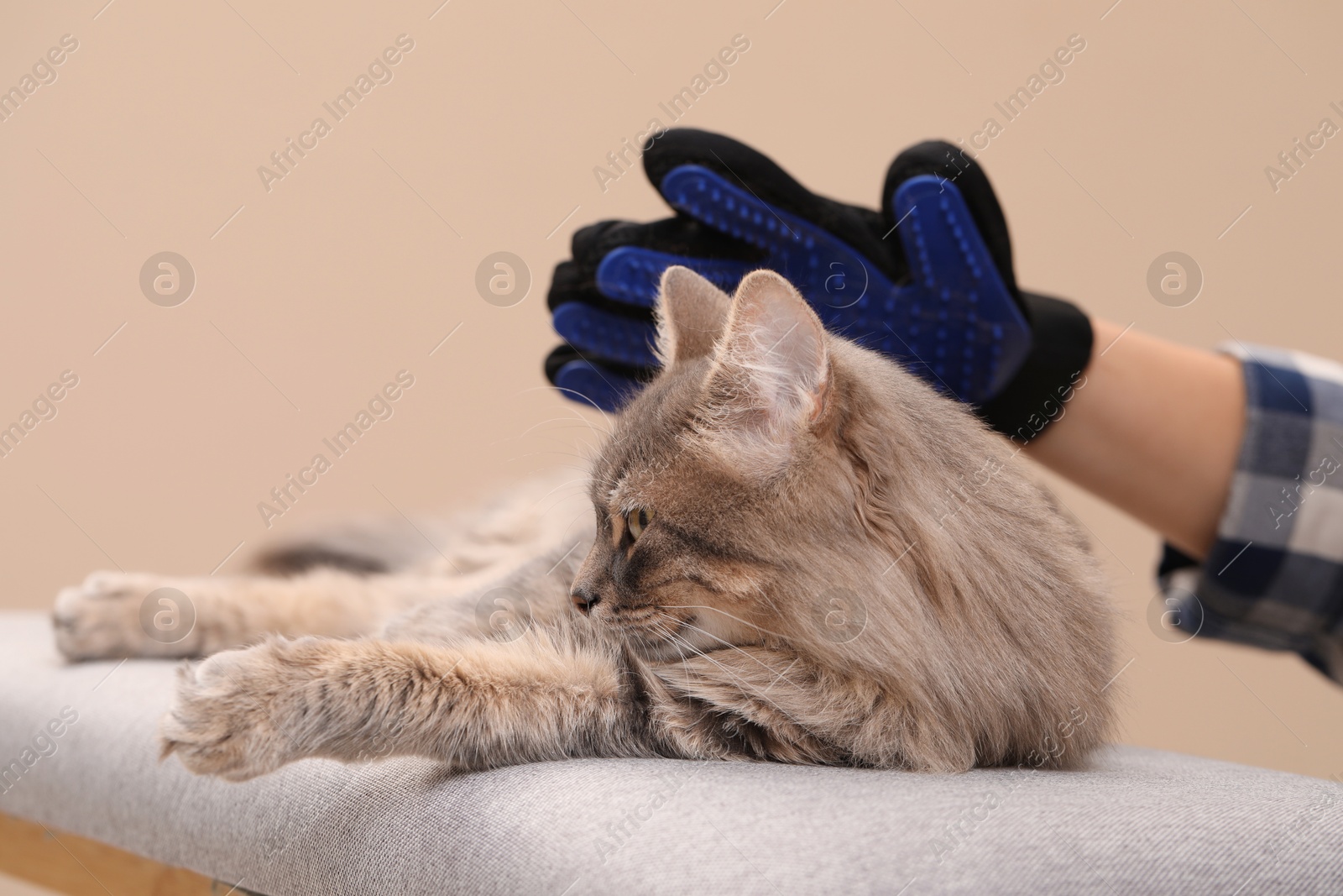 Photo of Woman brushing her cat with grooming glove on bench against beige background, closeup