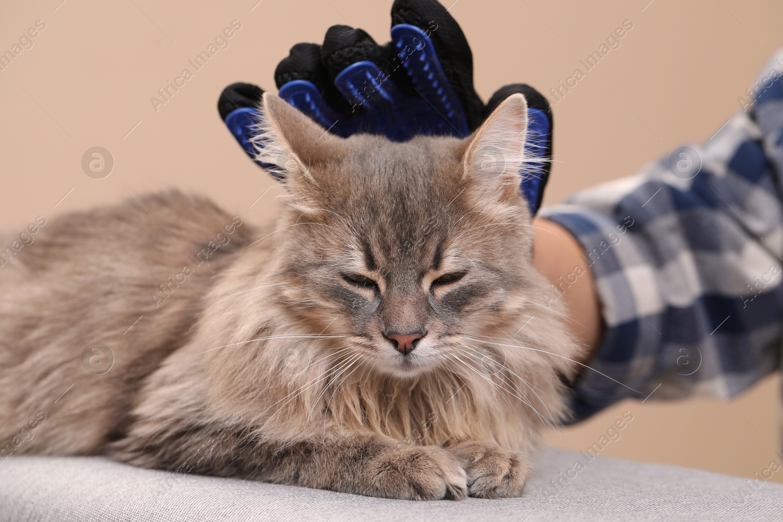 Photo of Woman brushing her cat with grooming glove on bench against beige background, closeup