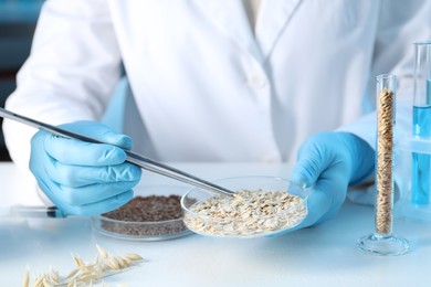 Photo of GMO concept. Scientist holding petri dish with oat grains and tweezers at table in laboratory, closeup