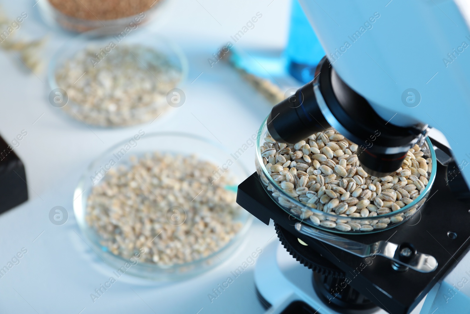 Photo of GMO concept. Petri dish with wheat grains under microscope in laboratory, closeup. Space for text