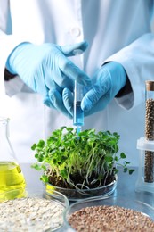 Photo of GMO concept. Scientist injecting liquid into microgreens at table in laboratory, closeup