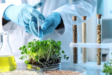 Photo of GMO concept. Scientist injecting liquid into microgreens at table in laboratory, closeup