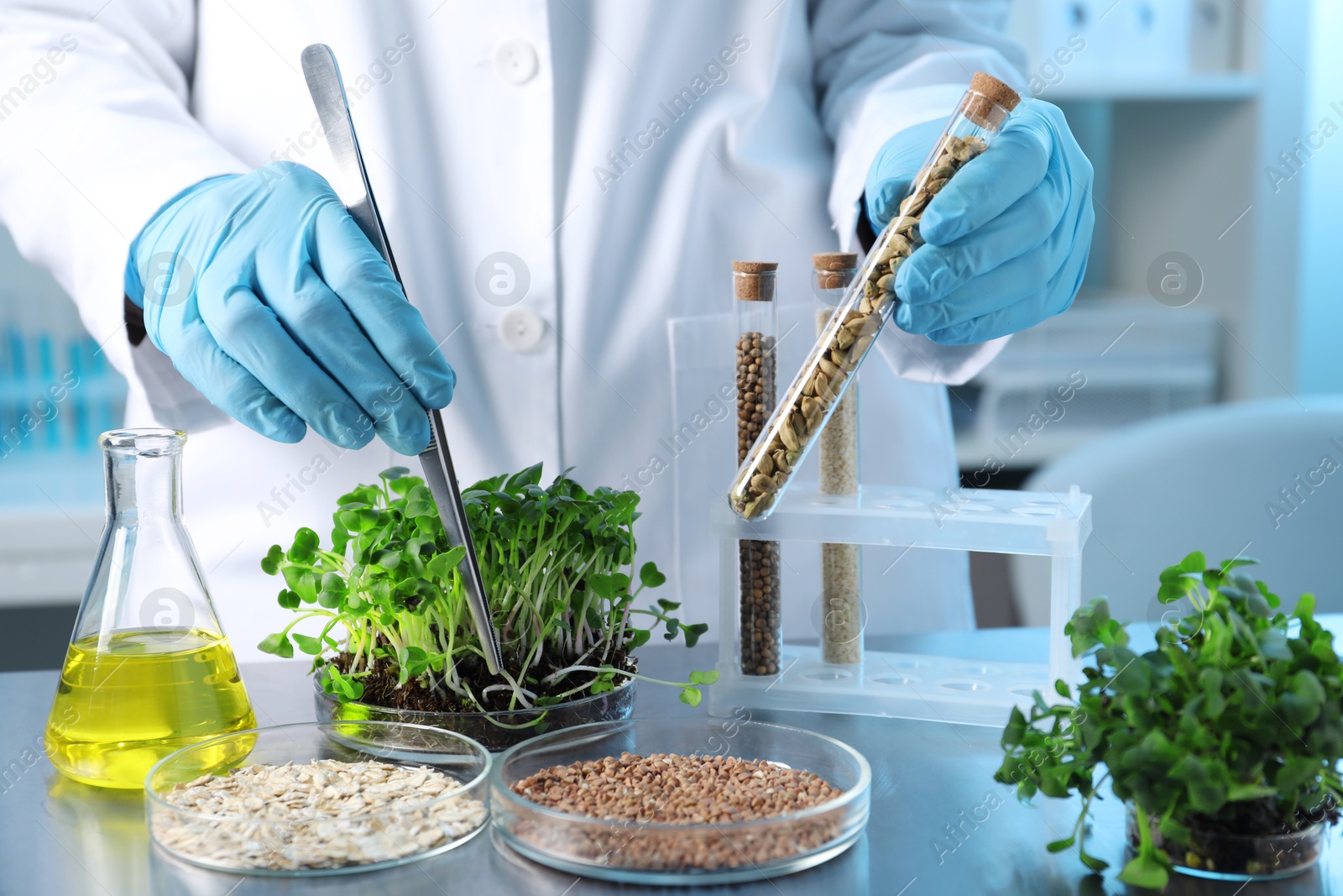 Photo of GMO concept. Scientist doing experiment with microgreens and different grains at table in laboratory, closeup