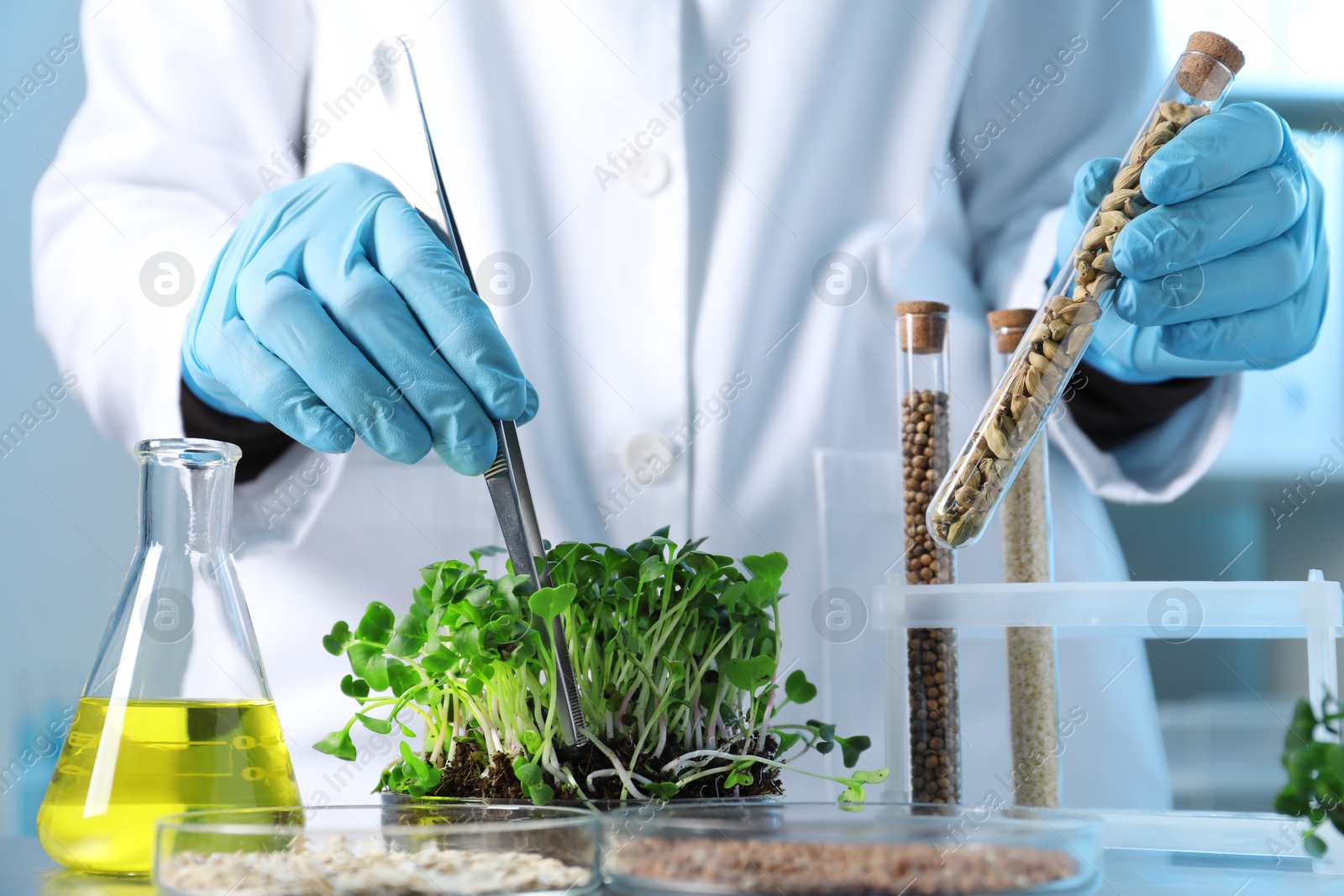 Photo of GMO concept. Scientist doing experiment with microgreens and different grains at table in laboratory, closeup