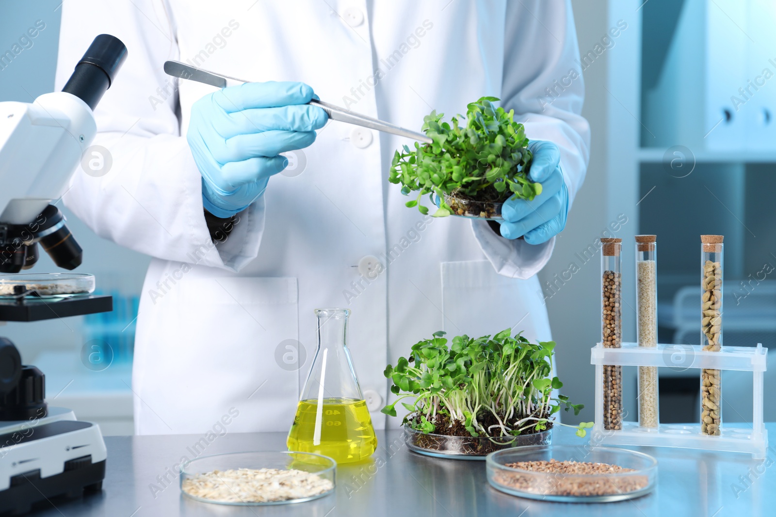 Photo of GMO concept. Scientist doing experiment with microgreens and tweezers at table in laboratory, closeup