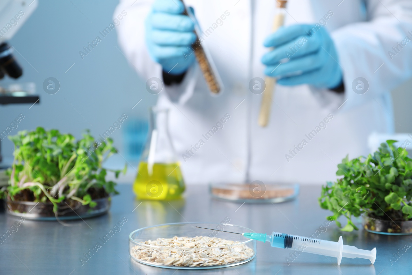 Photo of GMO concept. Scientist holding test tubes with cereal grains at table in laboratory, focus on petri dish and syringe