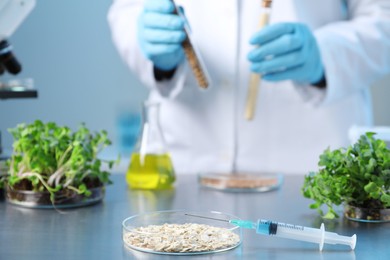 Photo of GMO concept. Scientist holding test tubes with cereal grains at table in laboratory, focus on petri dish and syringe