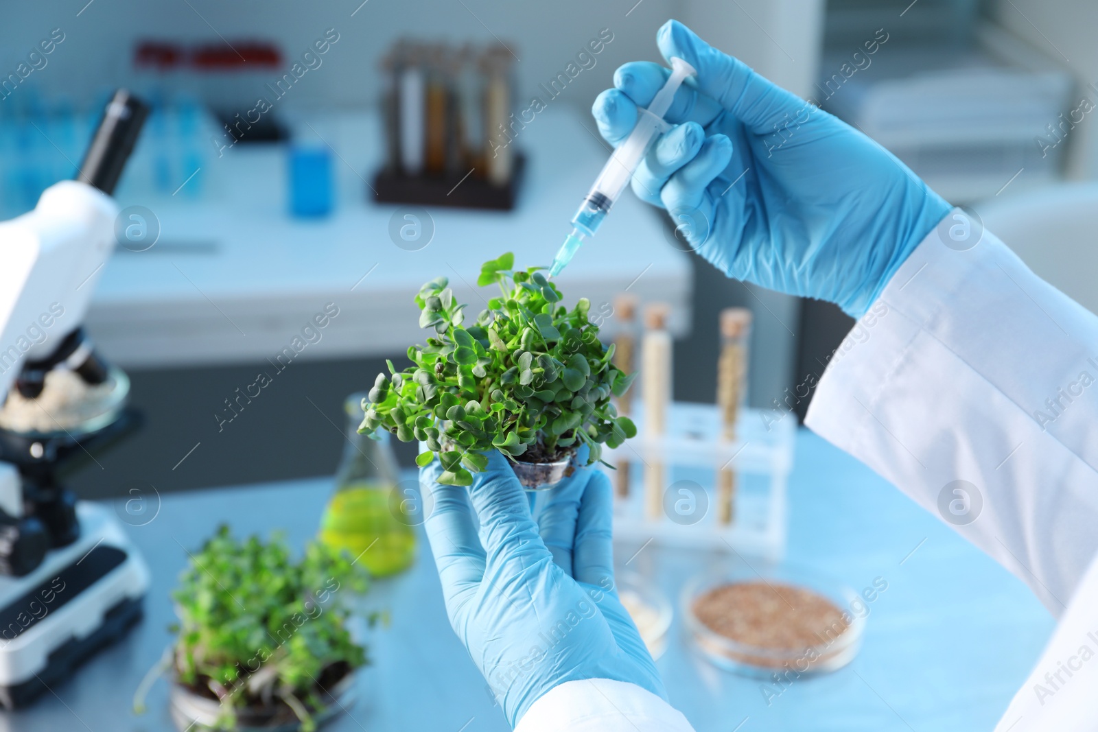 Photo of GMO concept. Scientist injecting liquid into microgreens at table in laboratory, closeup