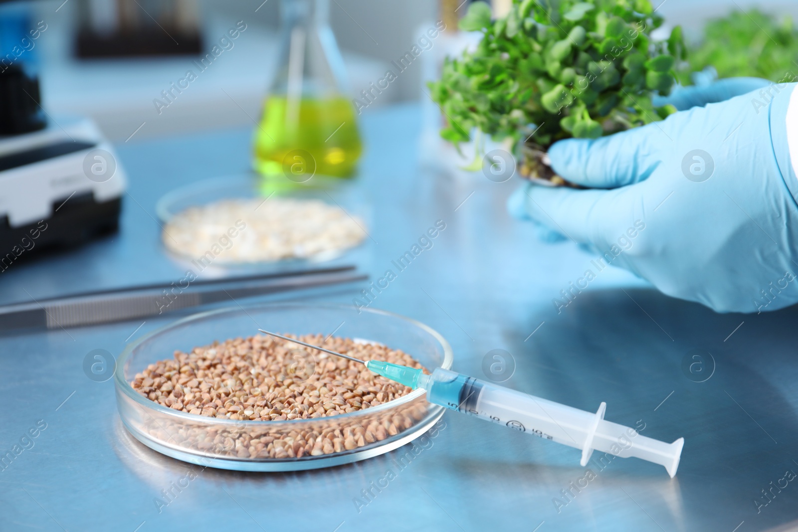 Photo of GMO concept. Scientist doing experiment with buckwheat and microgreens at table in laboratory, closeup