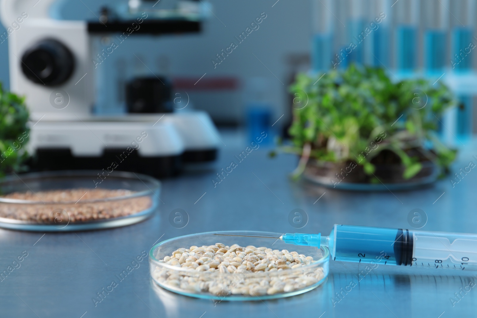 Photo of GMO concept. Different raw grains in Petri dishes, microgreens, syringe and other equipment on table in laboratory, closeup