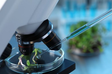 Photo of GMO concept. Injecting liquid into microgreens at table laboratory, closeup