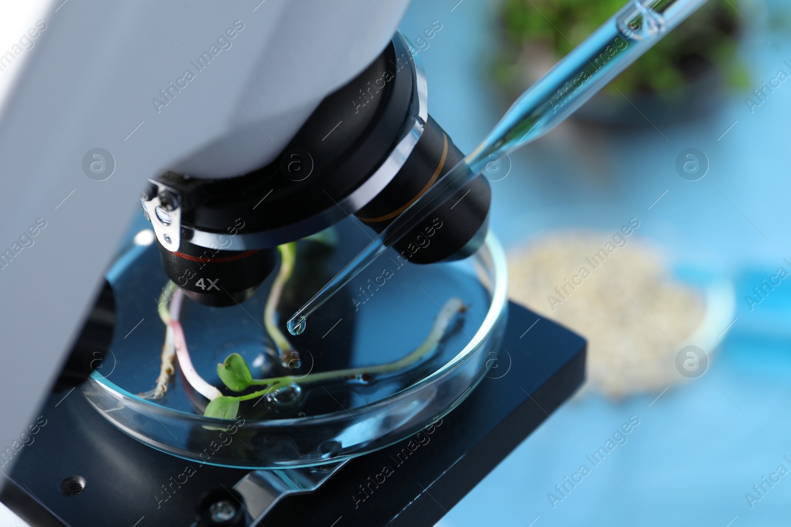 Photo of GMO concept. Injecting liquid into microgreens at table laboratory, closeup