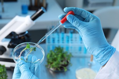 Photo of GMO concept. Scientist injecting liquid into microgreens at table laboratory, closeup