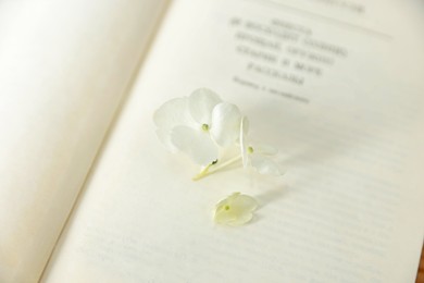 Beautiful flower buds on open book, closeup