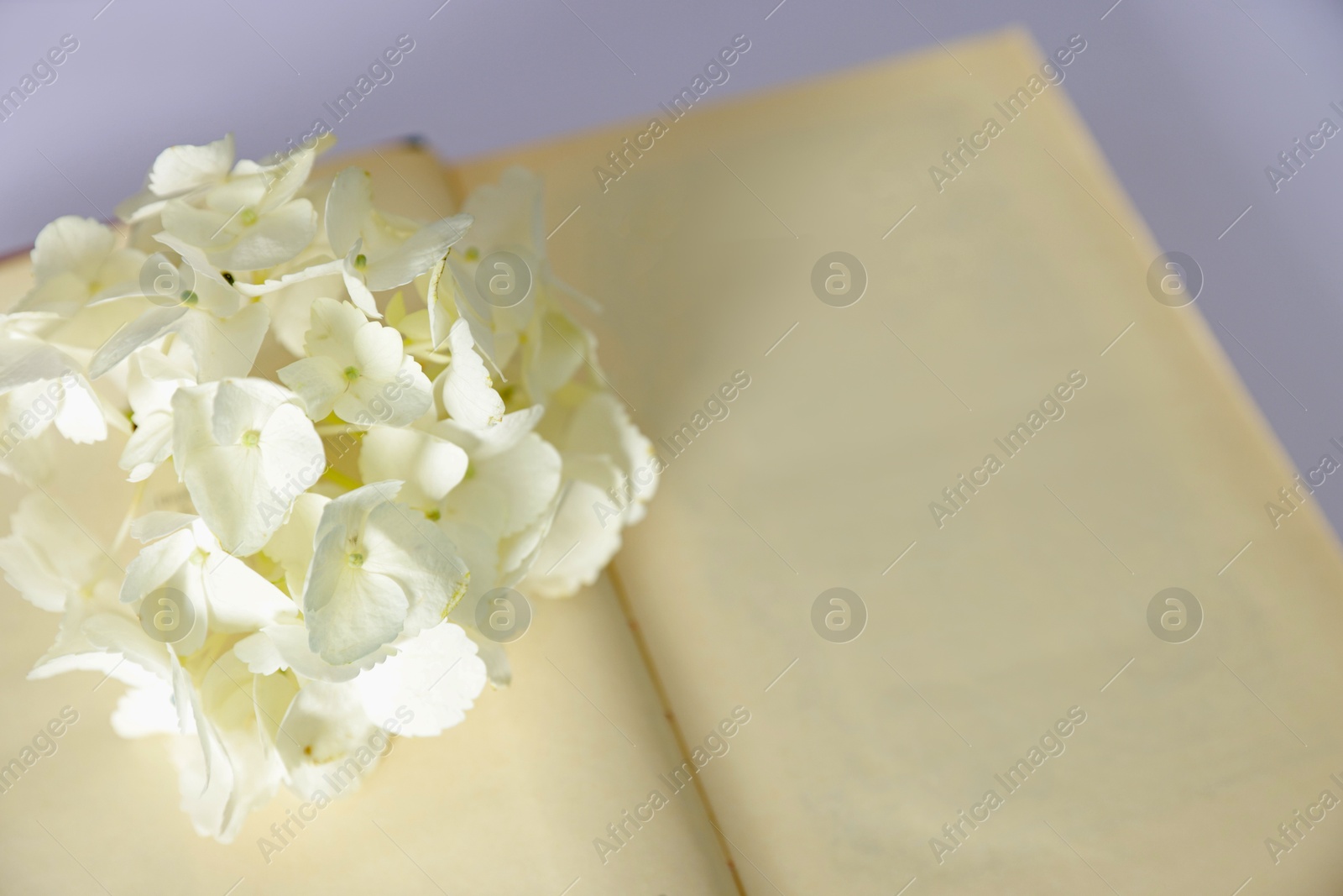 Photo of Beautiful flower buds and open book on white background, closeup. Space for text