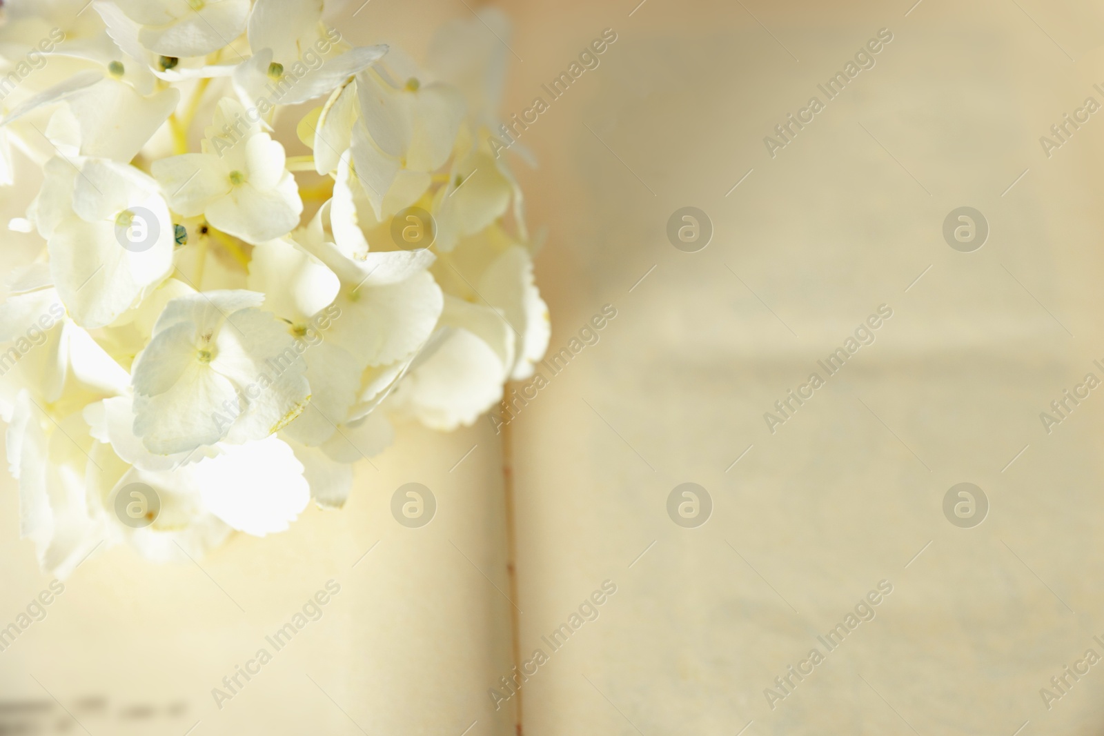 Photo of Beautiful flower buds on open book, closeup. Space for text