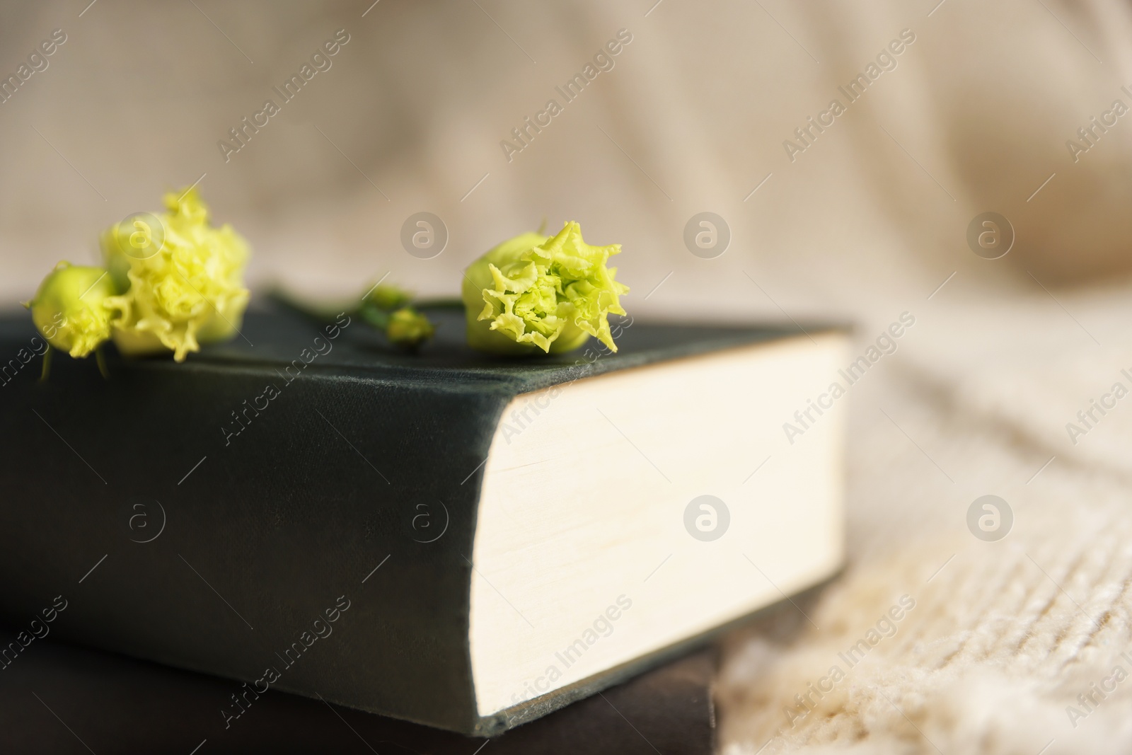 Photo of Books and beautiful flowers on blanket, closeup. Space for text