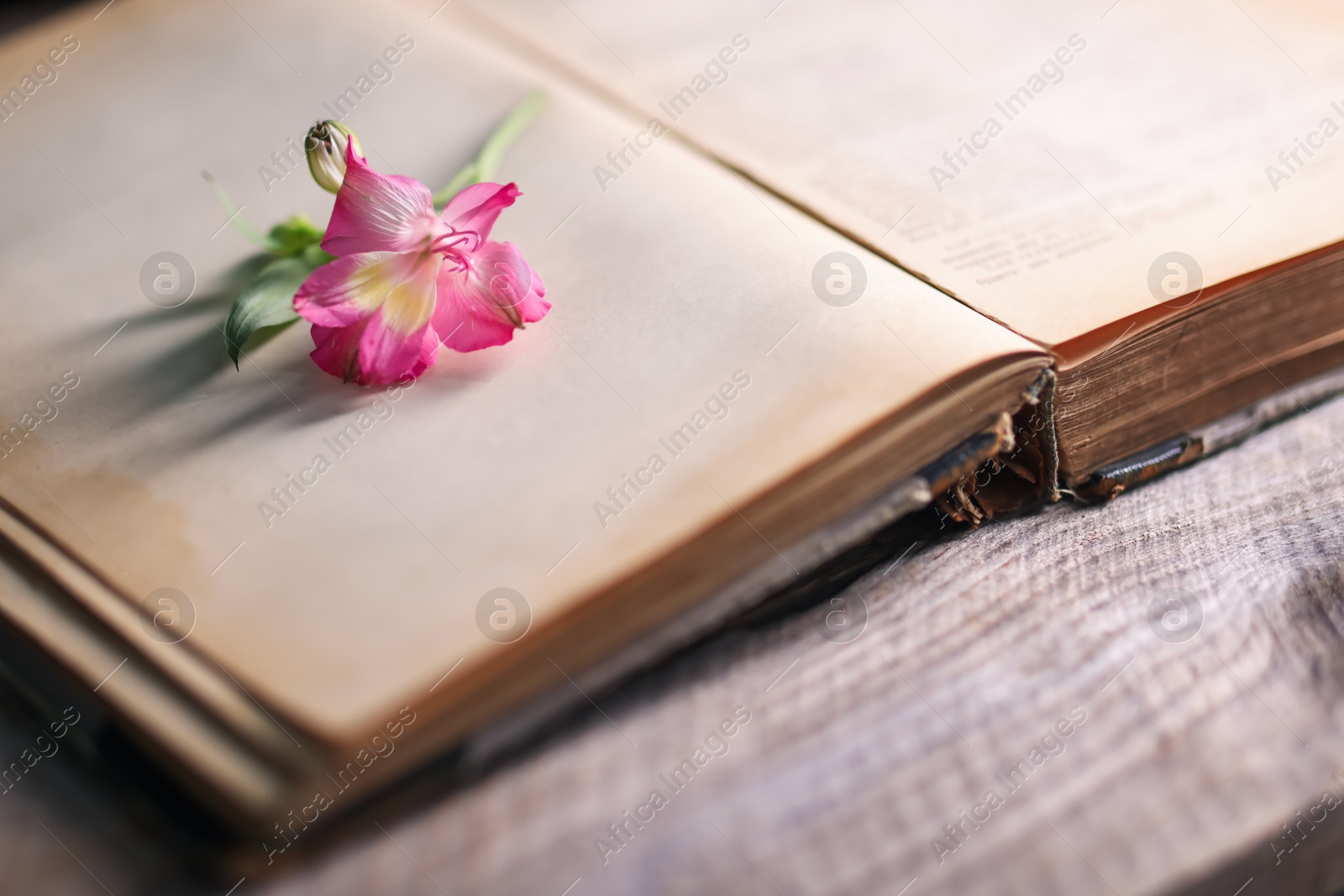 Photo of Open book with beautiful flower on wooden table, closeup