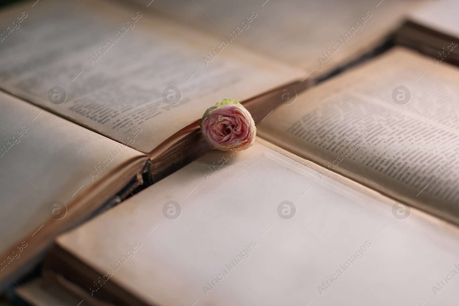 Photo of Open books and beautiful flower, closeup view