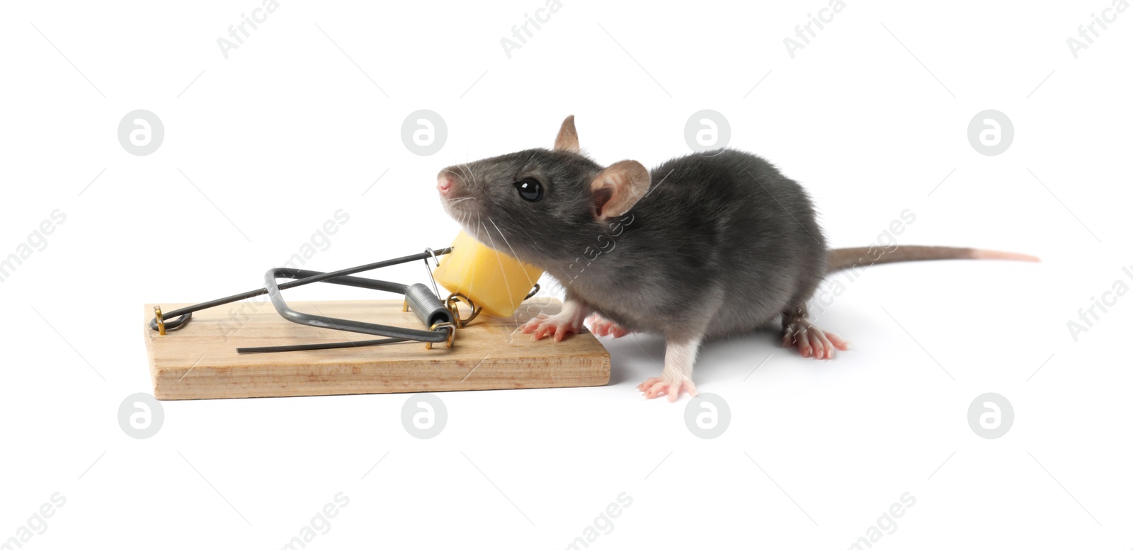 Photo of Trap with cheese and mouse on white background