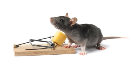 Photo of Trap with cheese and mouse on white background