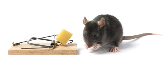 Photo of Trap with cheese and mouse on white background