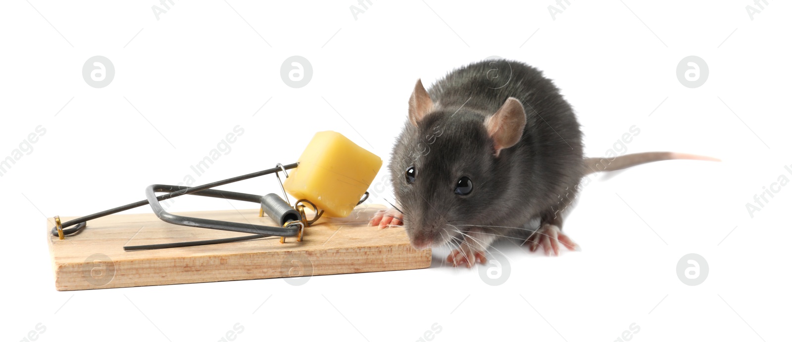 Photo of Trap with cheese and mouse on white background