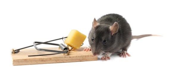 Photo of Trap with cheese and mouse on white background