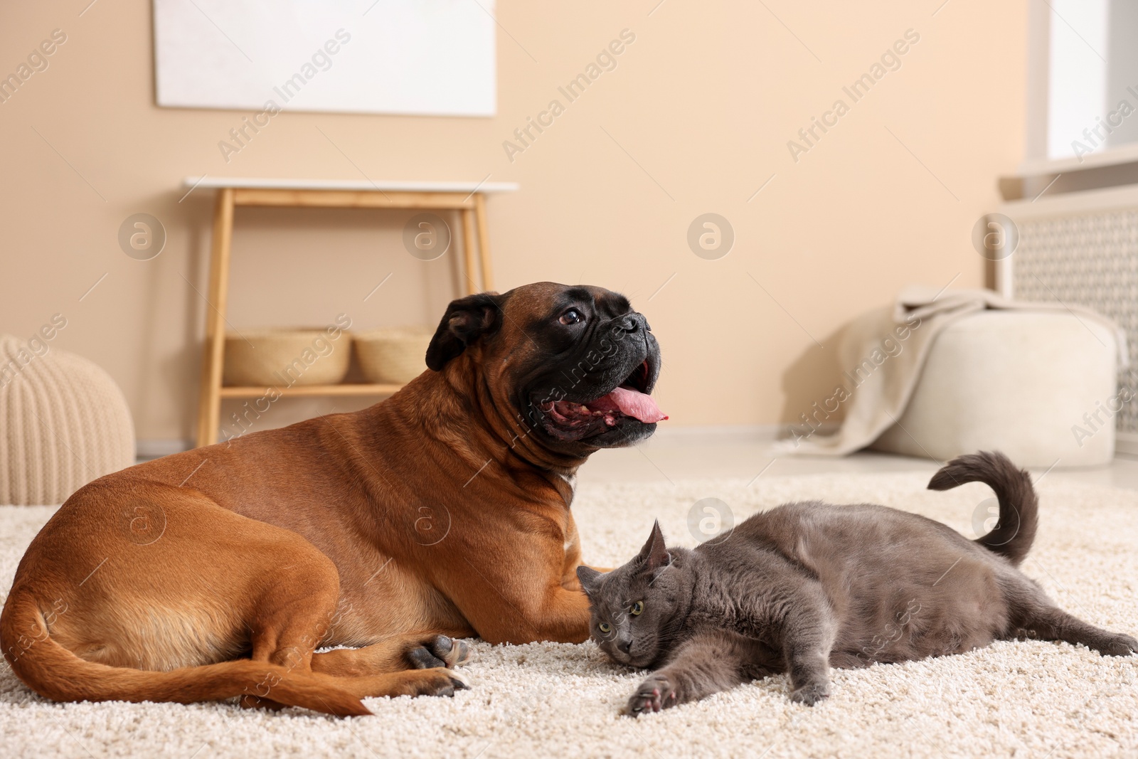 Cute dog and cat lying on floor at home Photo of Cute dog and cat lying on floor at home