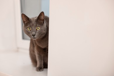 Photo of Cute grey cat near window at home, space for text