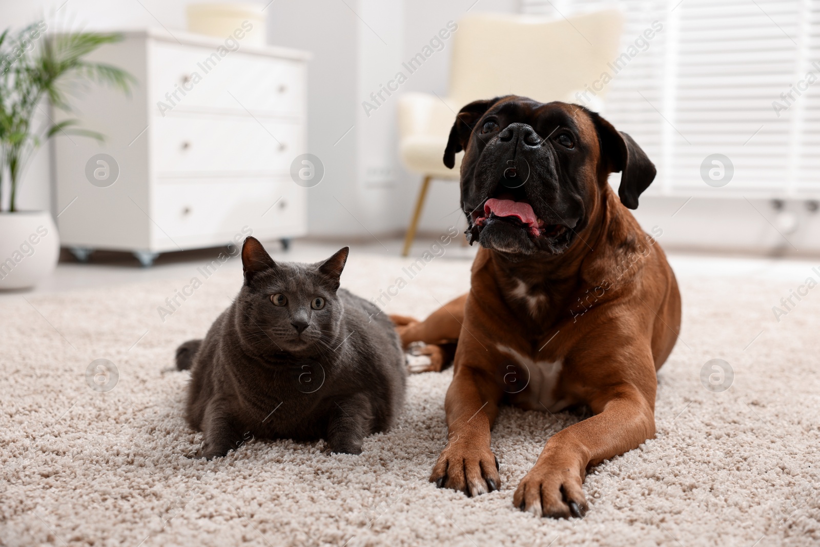 Cute dog and cat lying on floor at home Photo of Cute dog and cat lying on floor at home