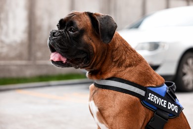 Photo of Cute service dog in vest on city street